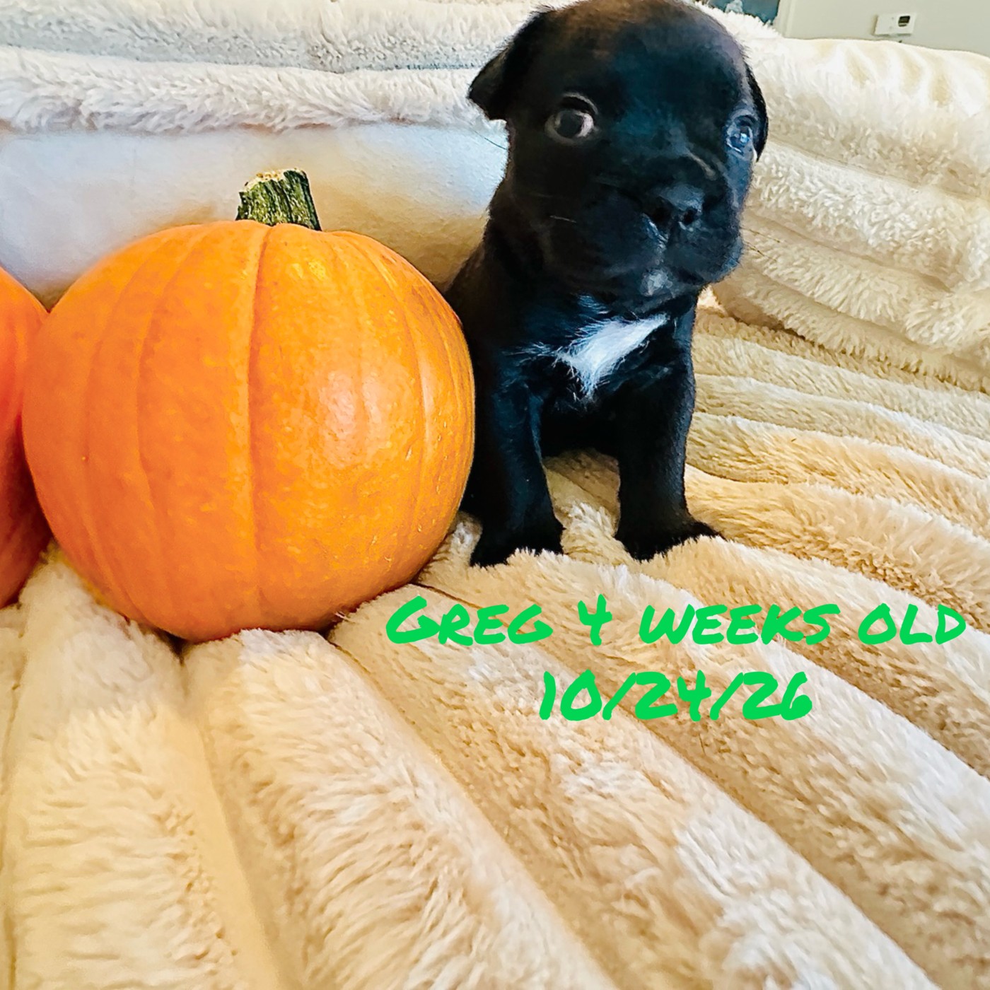 Greg, four weeks old