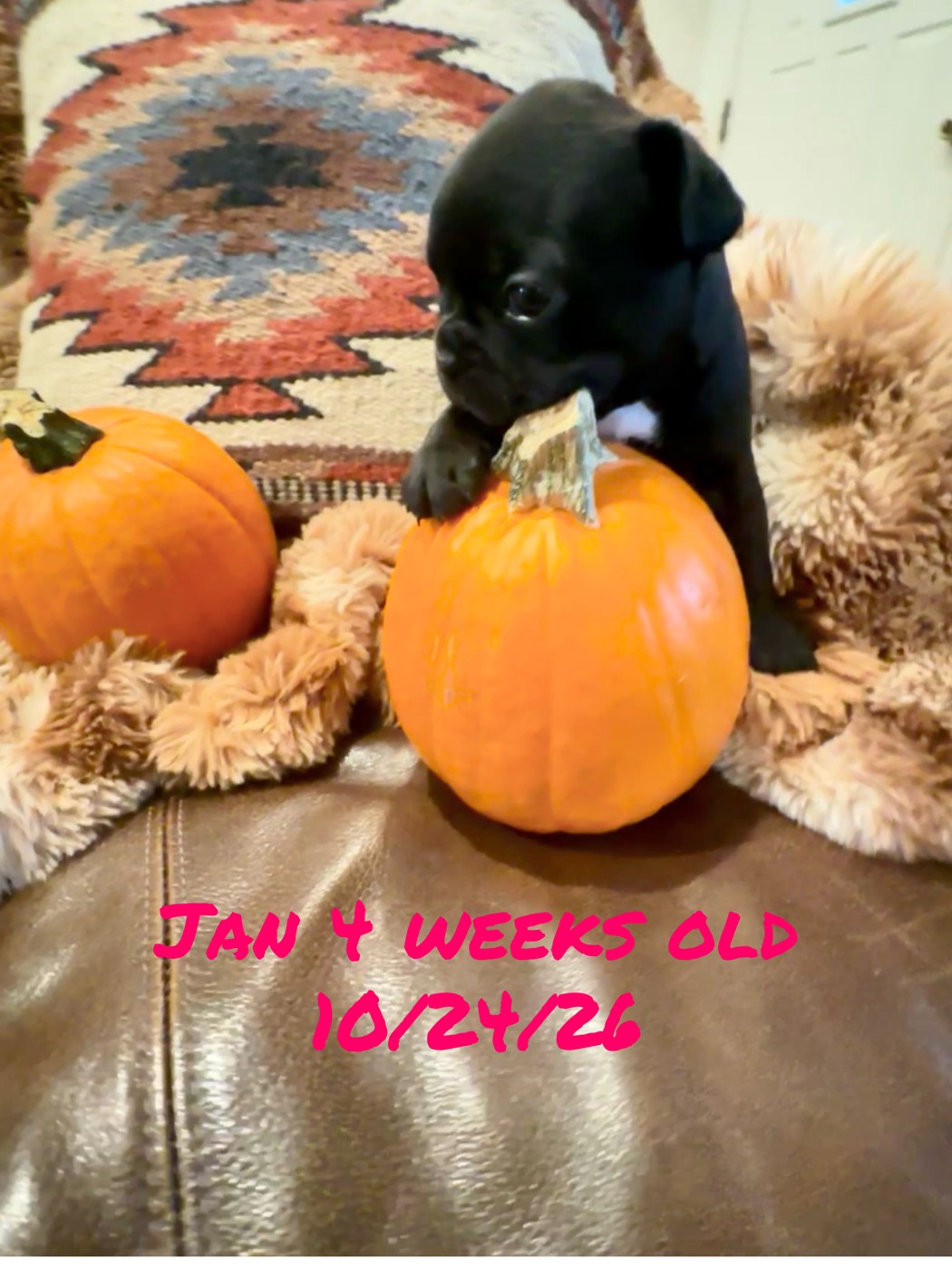 Jan, four weeks old