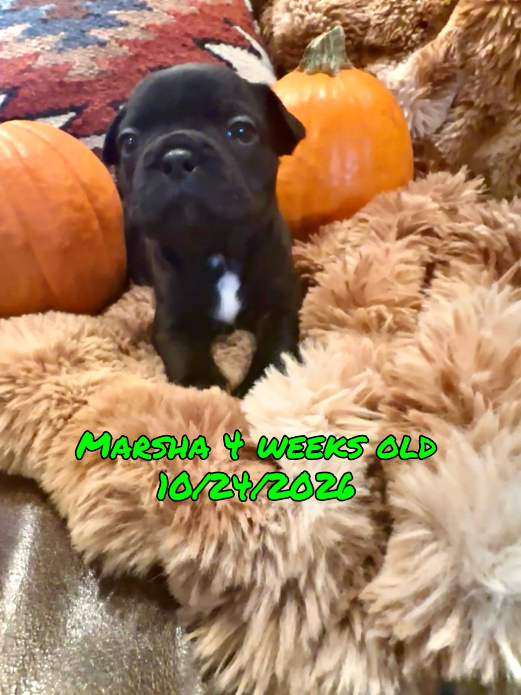 Marsha, four weeks old