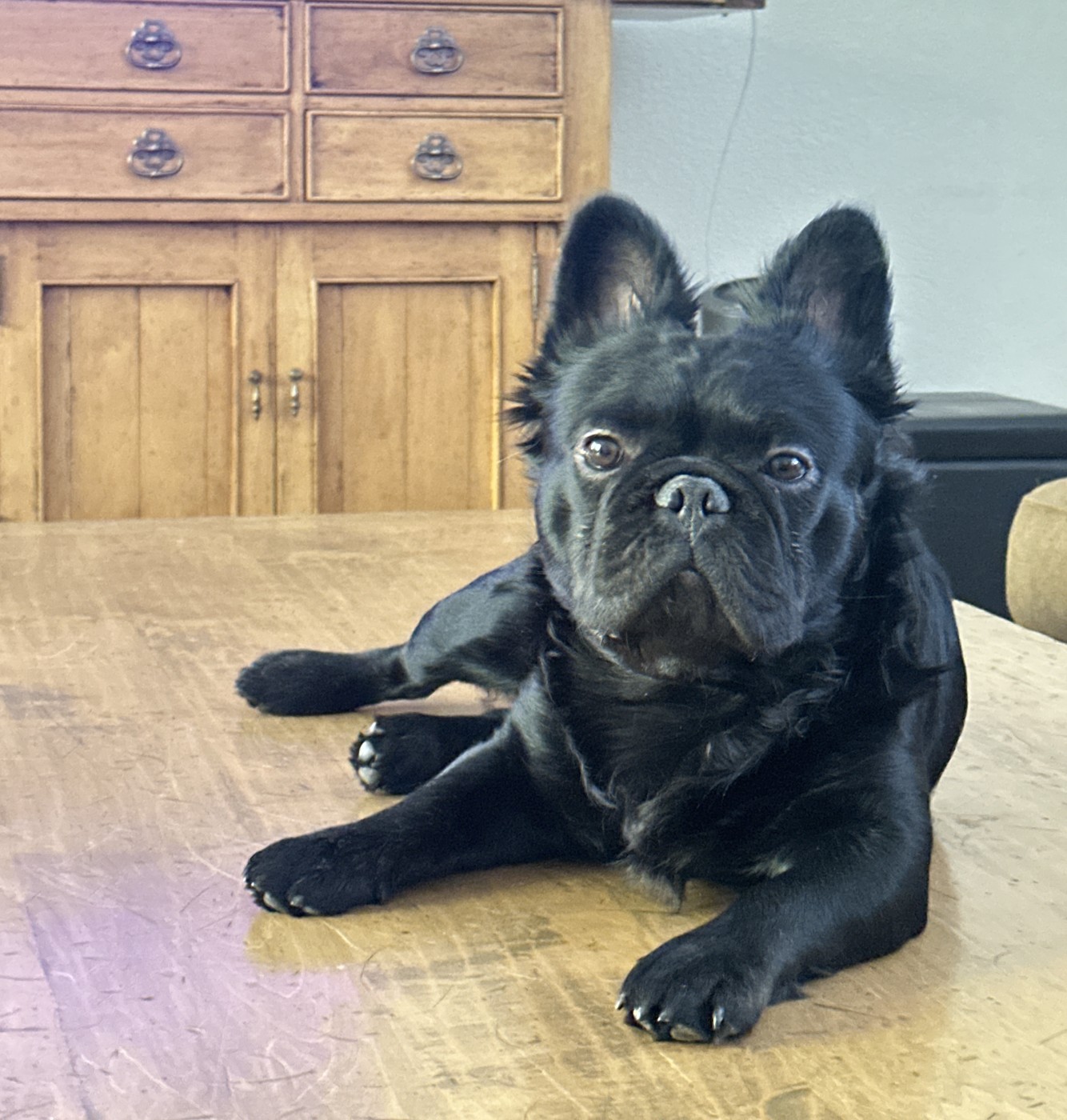 Max, Dad, fluffy french bulldog