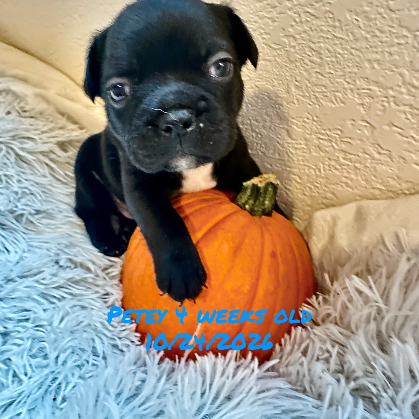 Petey, four weeks old