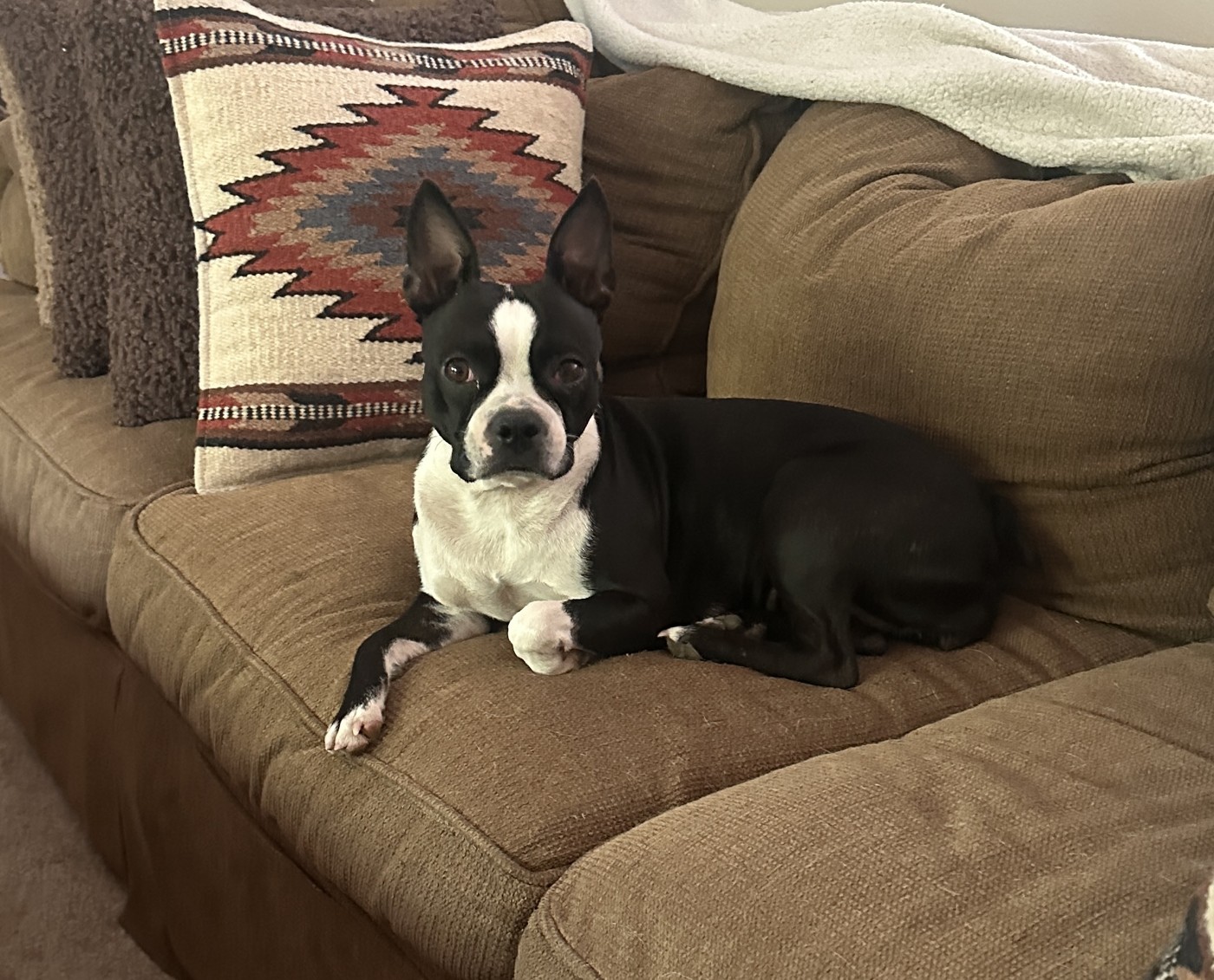 Stella, Mom, boston terrier