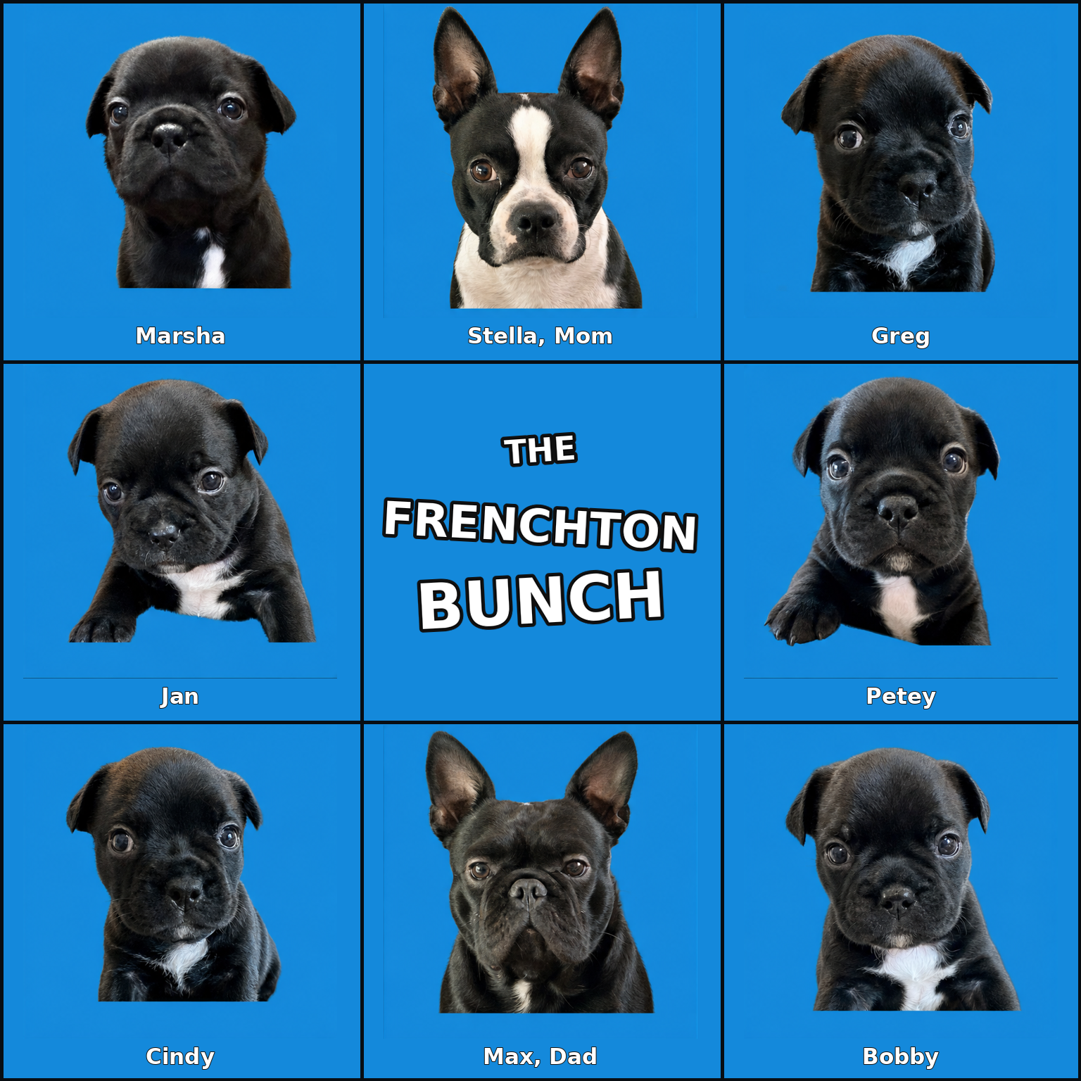 Six Frenchton puppies with their Boston Terrier mother and French Bulldog father in a family portrait