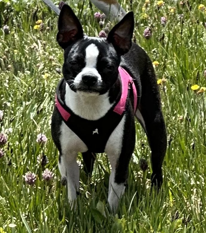 Our beloved adopted Boston Terrier standing among wildflowers in her pink harness