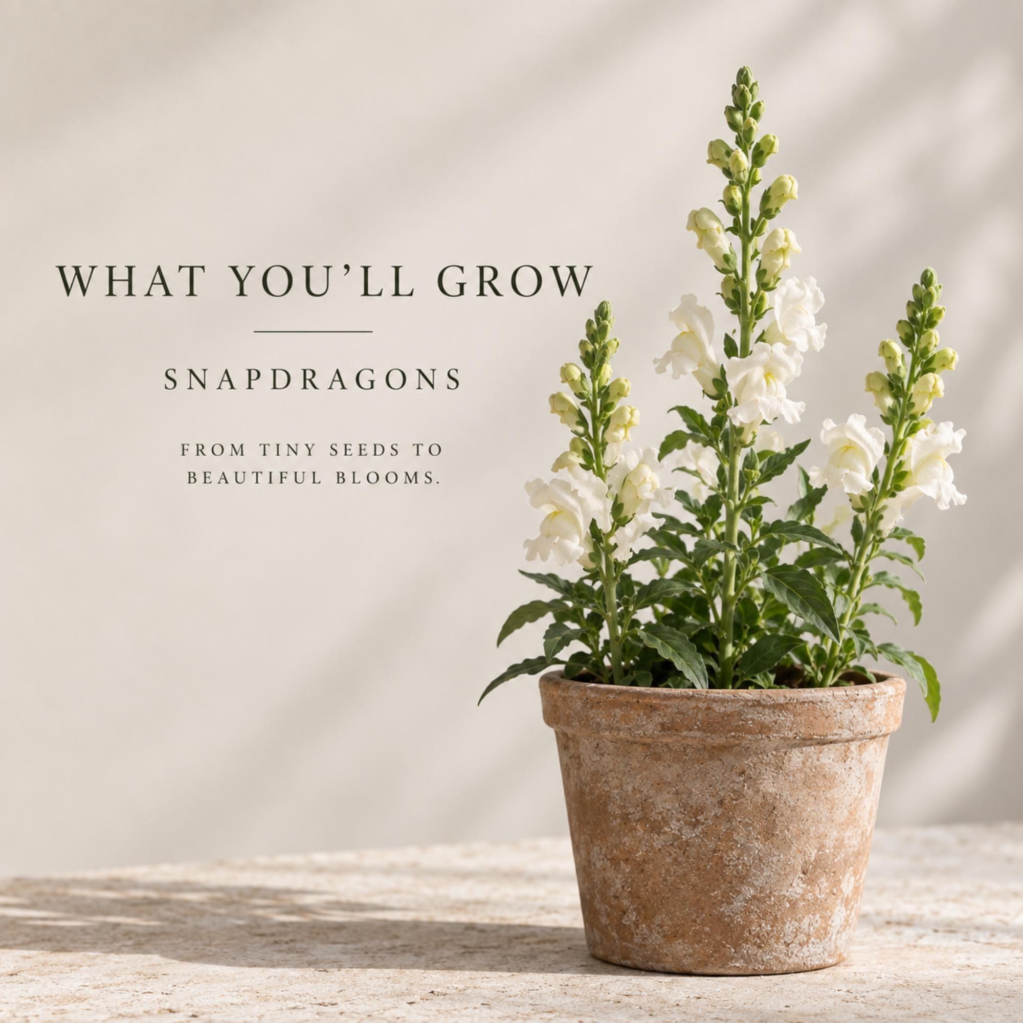 Personalized Winter Snapdragon Seed Favors, Baby Snapdragon Seeds, Terracotta Pot Planting Kit, view 7