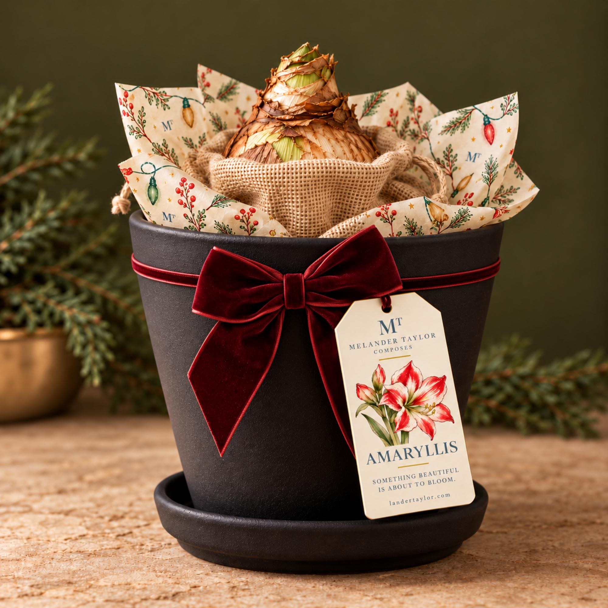 Amaryllis Bulb Gift Kit, Personalized Tag, Christmas Plant Gift, Holiday Hostess Gift, Indoor Flowers, view 2