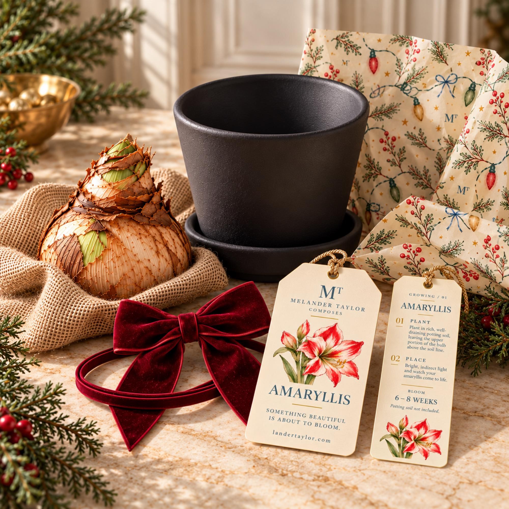 Amaryllis Bulb Gift Kit, Personalized Tag, Christmas Plant Gift, Holiday Hostess Gift, Indoor Flowers, view 3