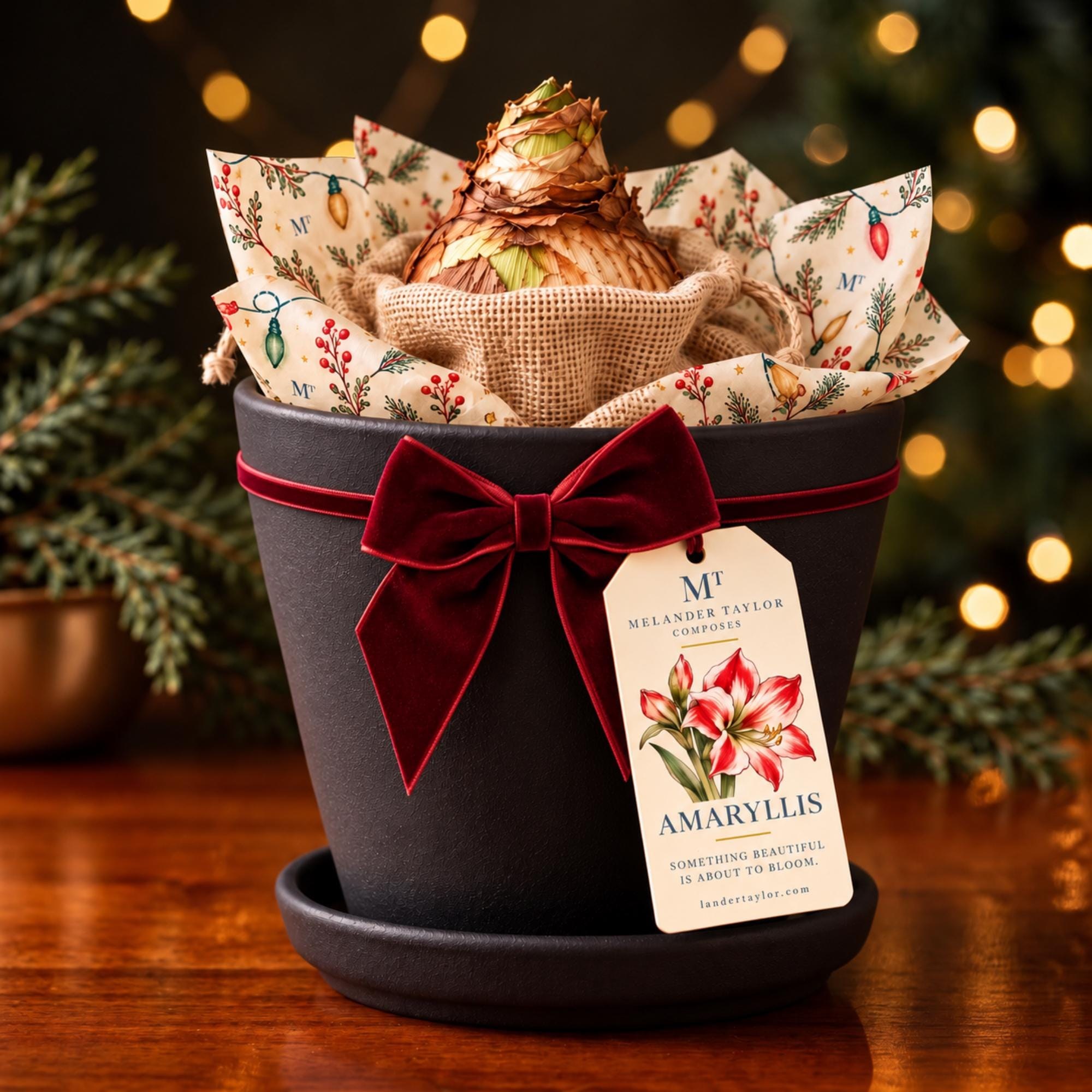 Amaryllis Bulb Gift Kit, Personalized Tag, Christmas Plant Gift, Holiday Hostess Gift, Indoor Flowers, view 4