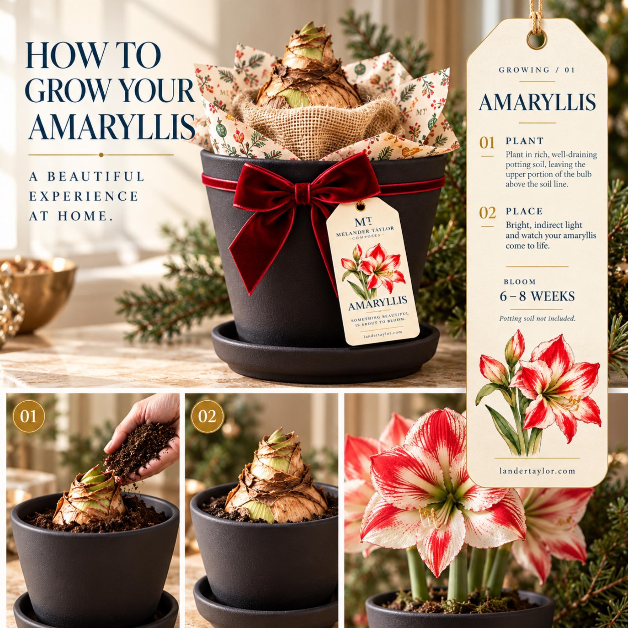 Amaryllis Bulb Gift Kit, Personalized Tag, Christmas Plant Gift, Holiday Hostess Gift, Indoor Flowers, view 6