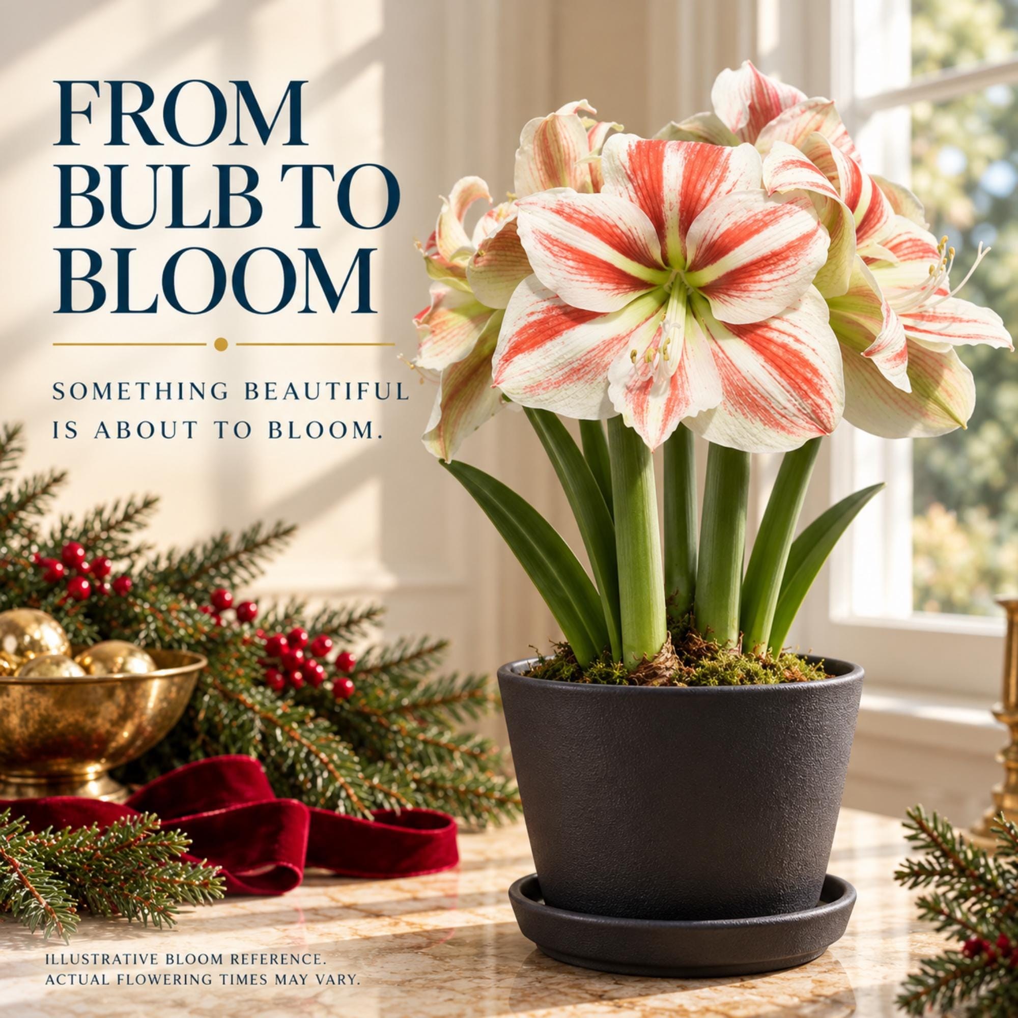 Amaryllis Bulb Gift Kit, Personalized Tag, Christmas Plant Gift, Holiday Hostess Gift, Indoor Flowers, view 7