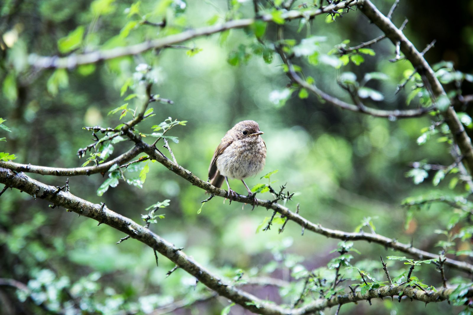 Small bird perched on a branch among green leaves