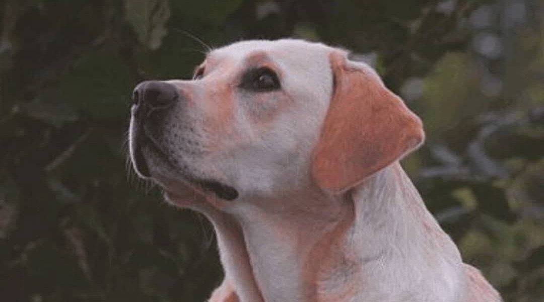 A gentle senior dog looking upward