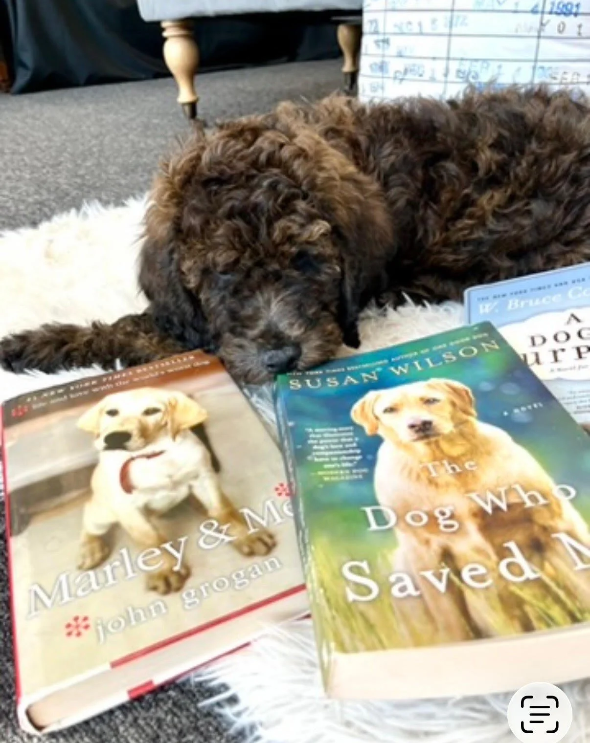 Indie, the Turn the Page Books store doodle