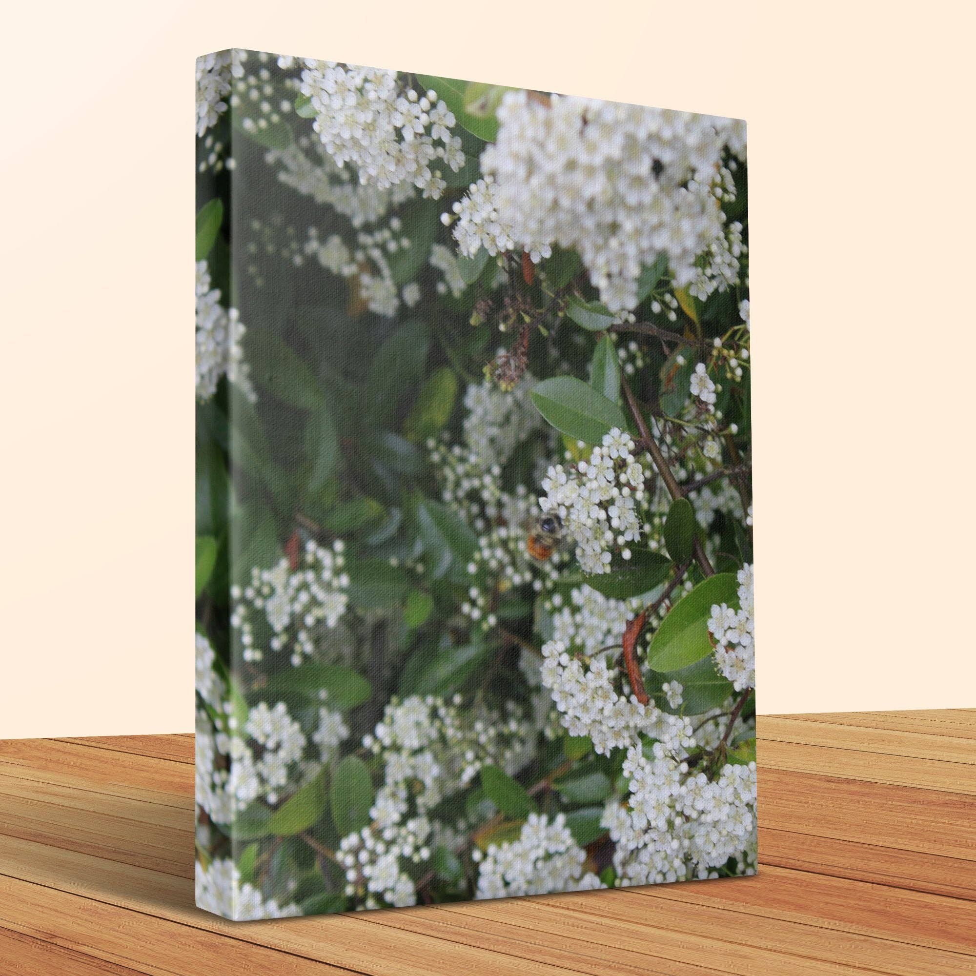 White Flower Pyracantha Bee Canvas Wrap, Floral Art, Nature Gift Idea, Botanical Print, Custom Canvas Wrap, Editable