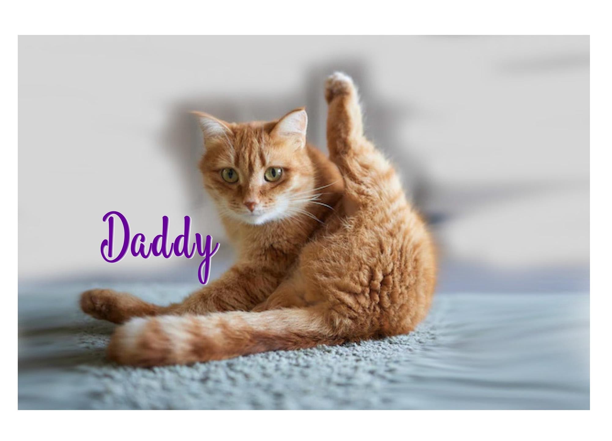 Personalized Cat Birthday Card - Funny Licking Tail Design, Custom Handmade Greetings