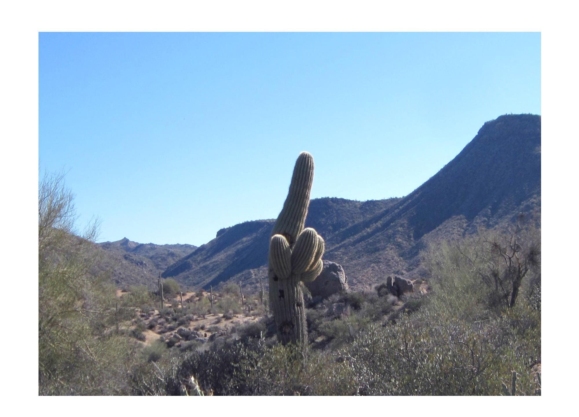Funny Cactus Giving Finger Card | Humor Greeting for Any Occasion | Handmade Birthday & Encouragement
