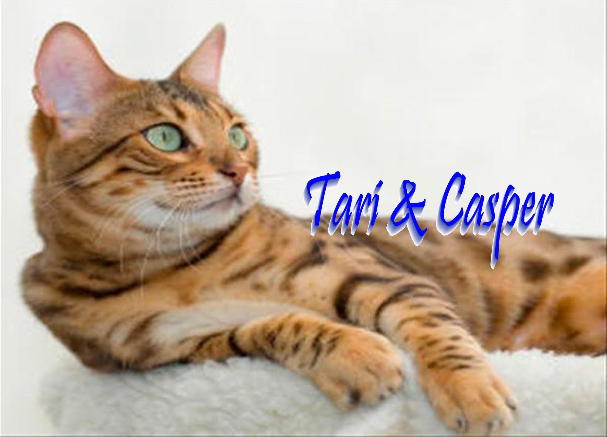 Personalized Cat Thank You Card - Custom Handmade Design
