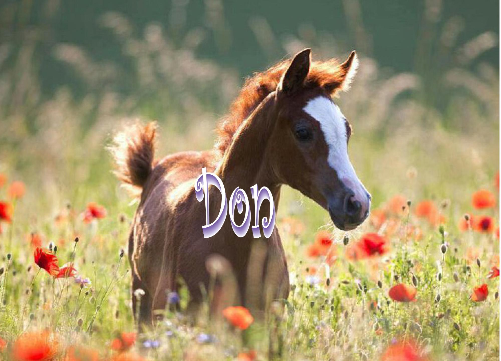 Custom Humor Birthday Card - Unique Horse Theme for Reaching Important Milestones