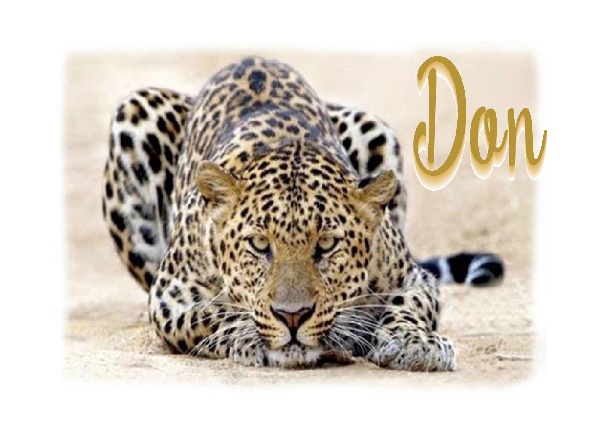 Custom Handmade Leopard Birthday Card | Personalized Animal Print Greeting Card
