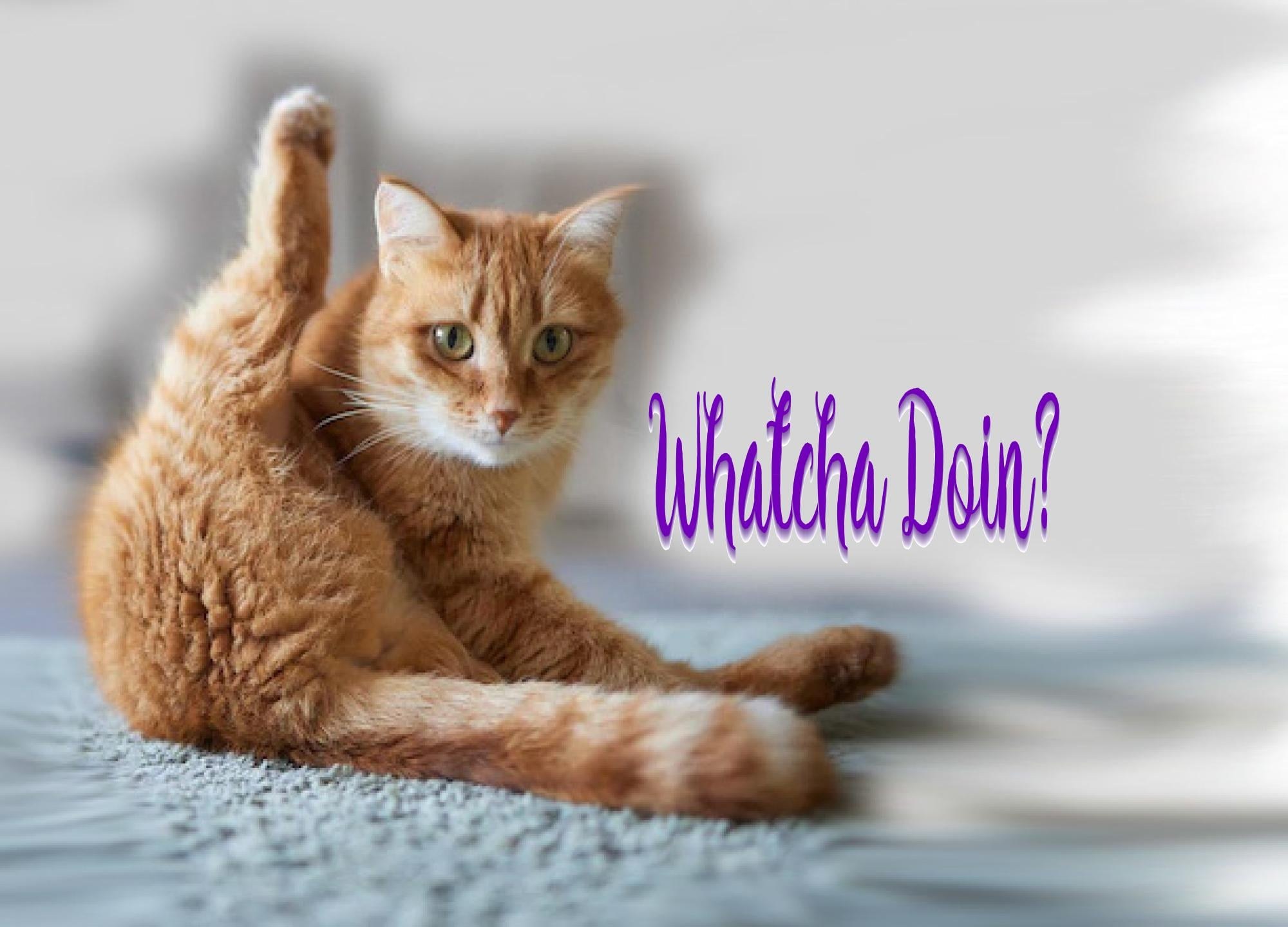 Funny Cat Birthday Card - Whatcha Doin Leg Up Design