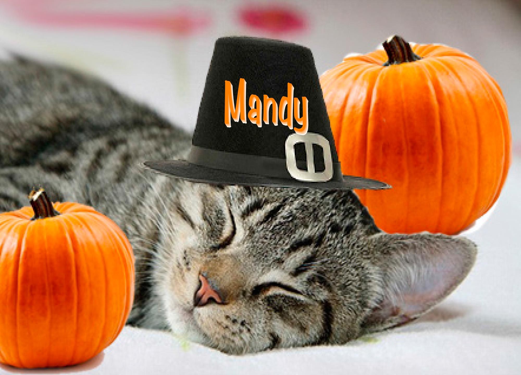 Thanksgiving Humor Card - Cat Says Wake Me for Christmas Tree!