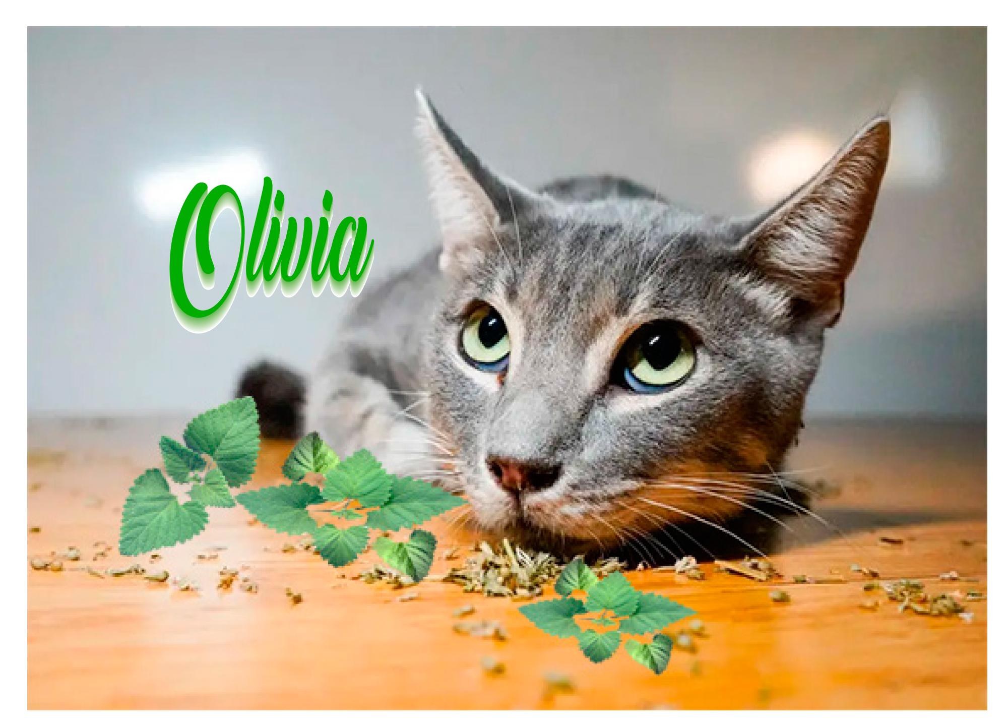 Funny Birthday Card: Missed Your Day, Catnip Rehab Excuse