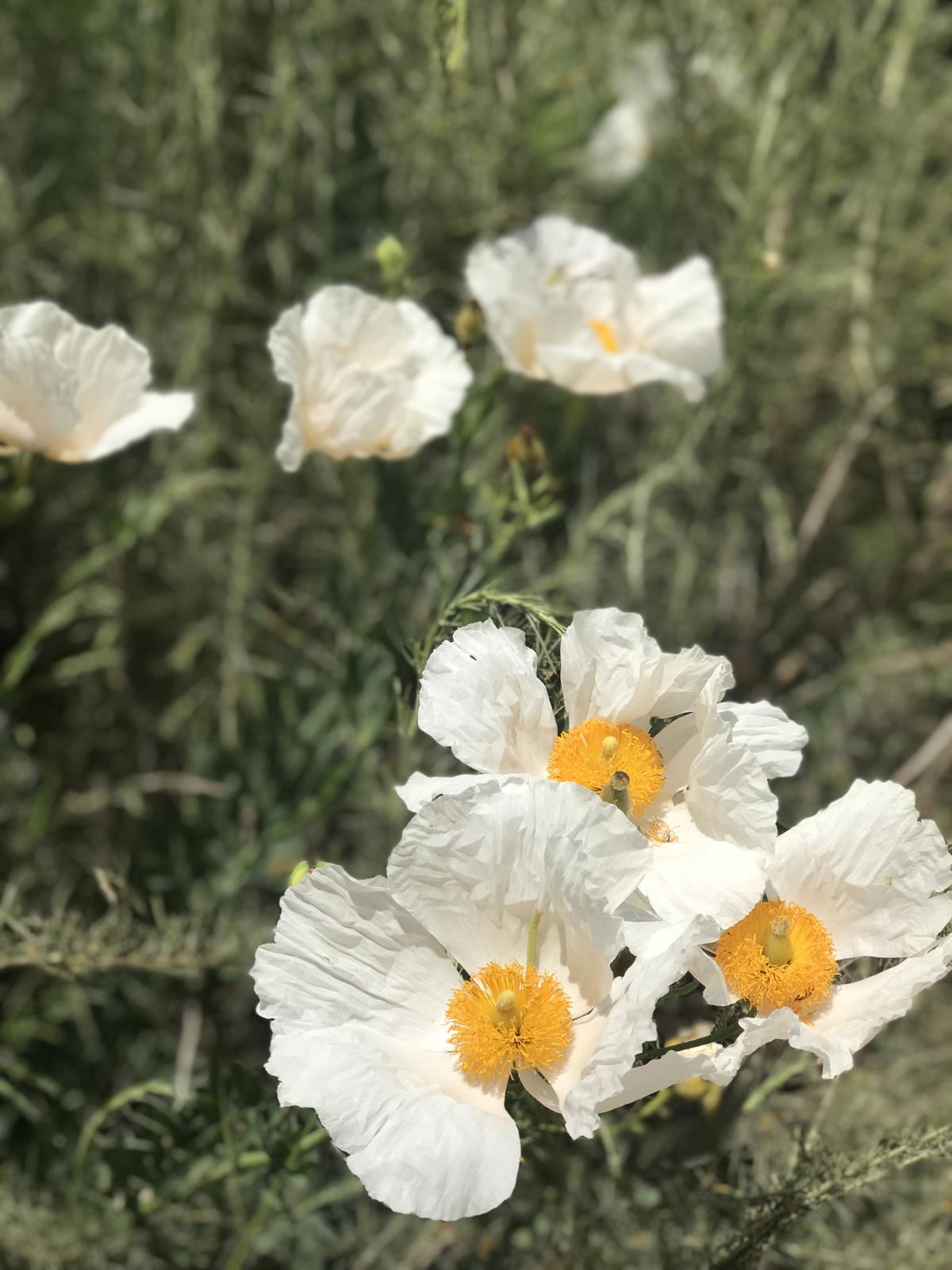 White flowers with golden centres among green foliage