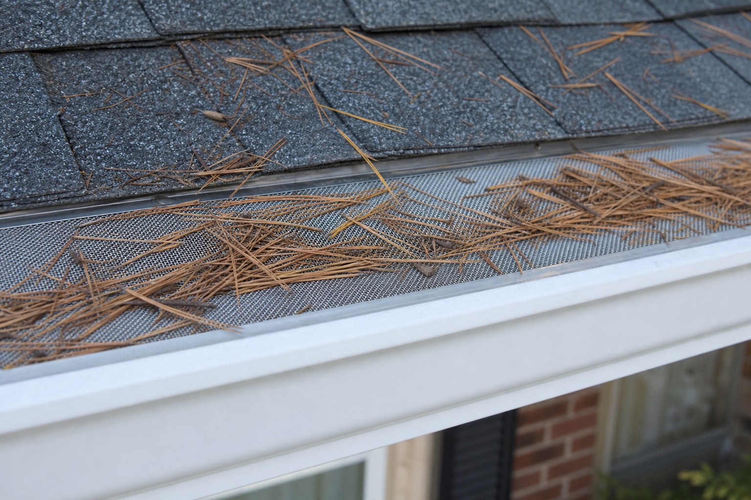 Pine needles resting on fine mesh above a residential gutter