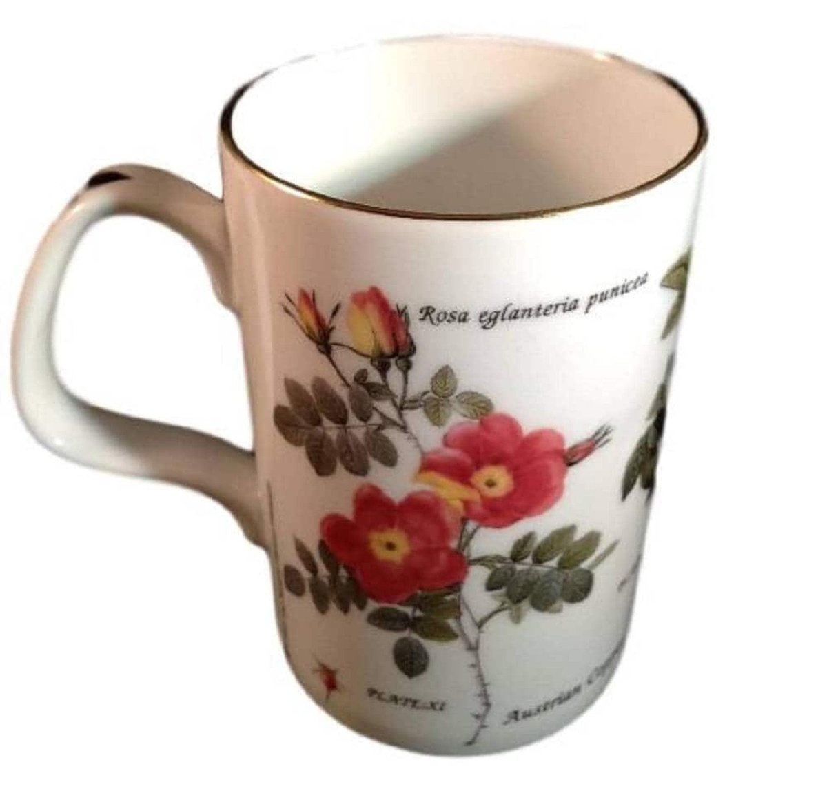 6 Natural History Collection Staffordshire Floral Mugs, Bone China Floral Design