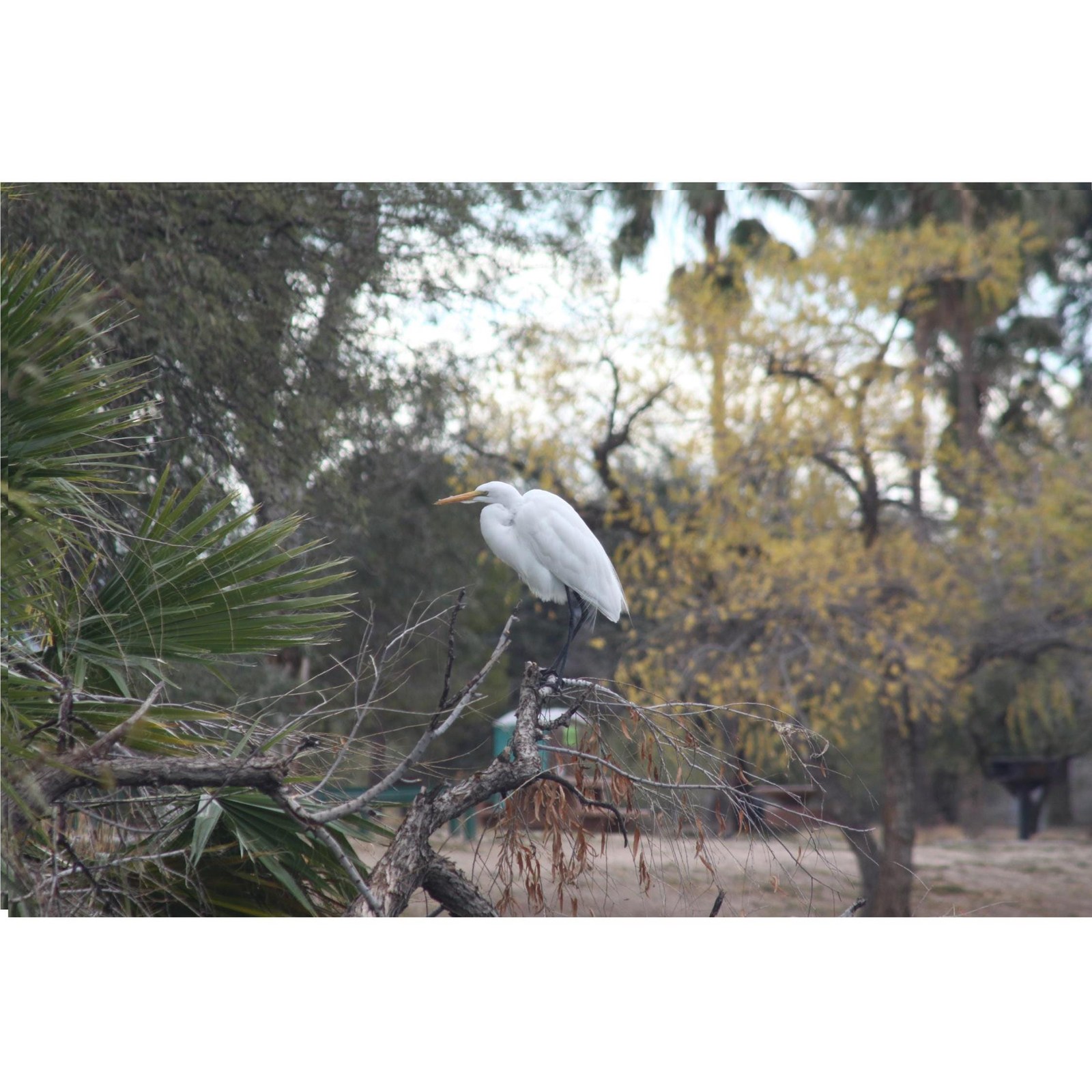 Digital Download White Heron Water Bird Native Wildlife Print, Nature Photography