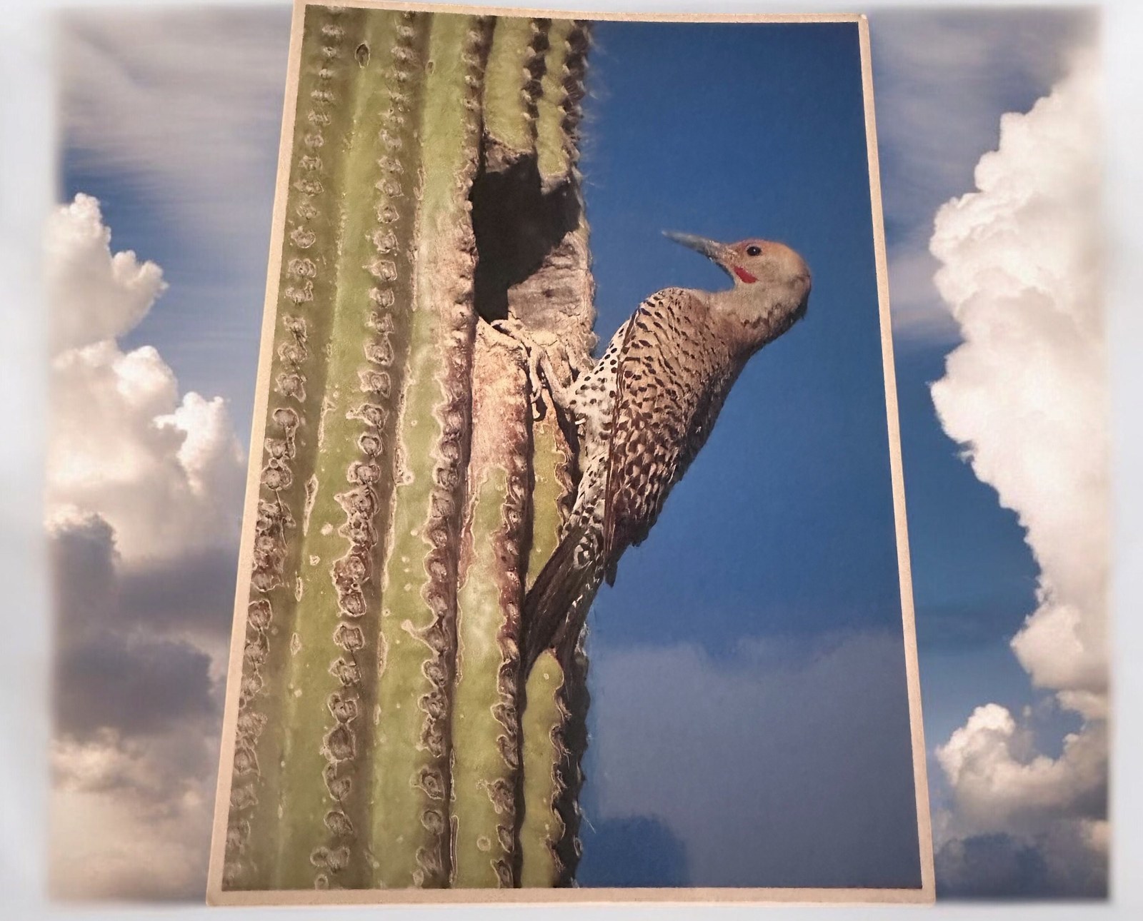 Vintage Flicker Bird Postcard | American Wildlife Photography