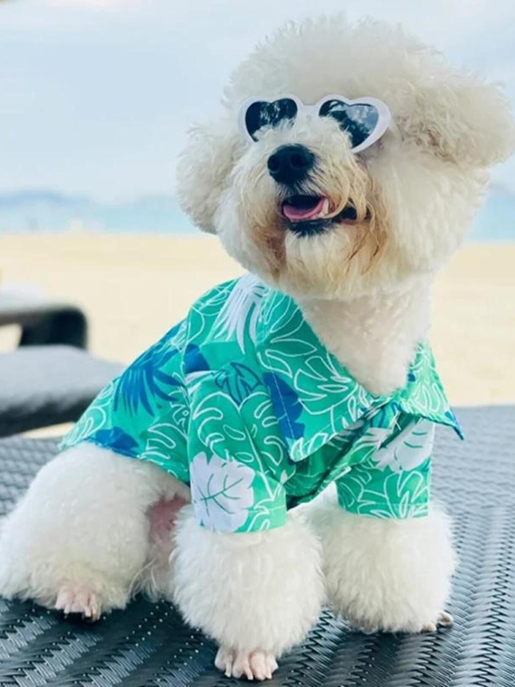 Lightweight Pet Top