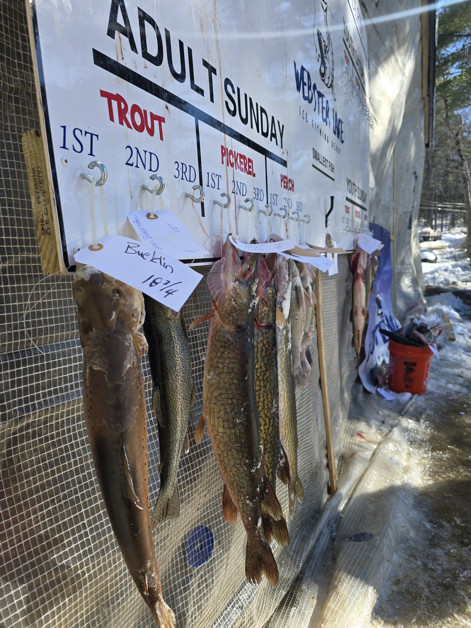 Fish displayed beside a winter fishing event board