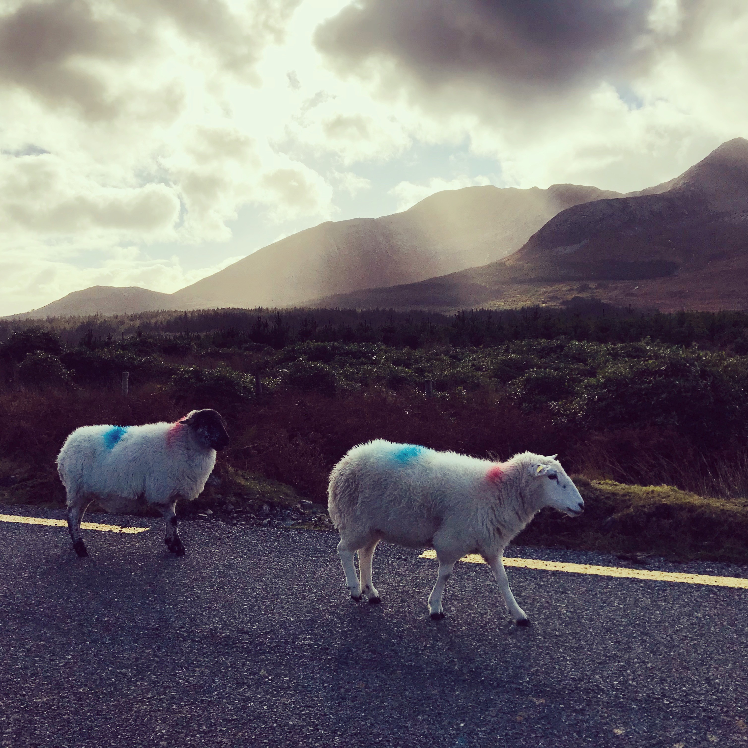 Two sheep with red and blue flock markings on a road in Connemara