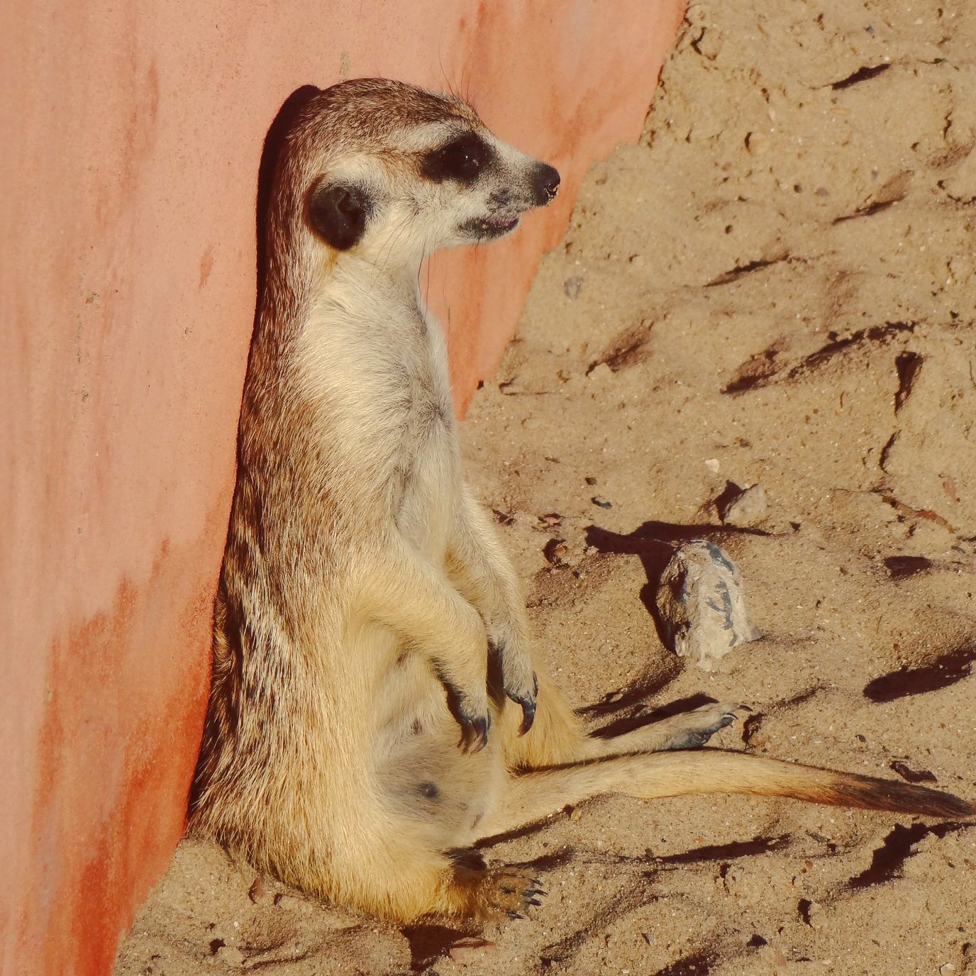 A meerkat sitting against a pink wall with its belly exposed and tail stretched across the ground.