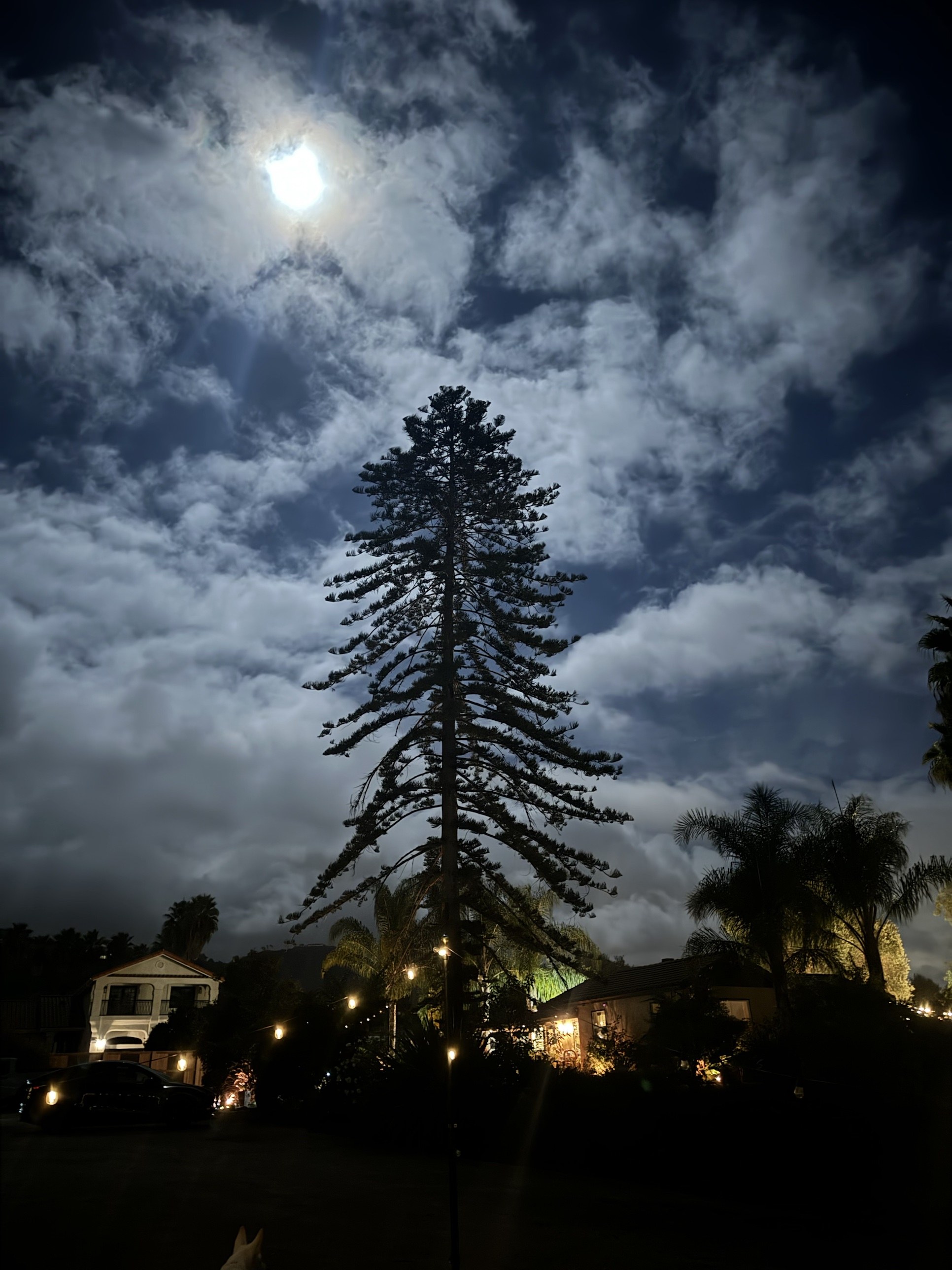 Norfolk Island pine rising above a Southern California yard