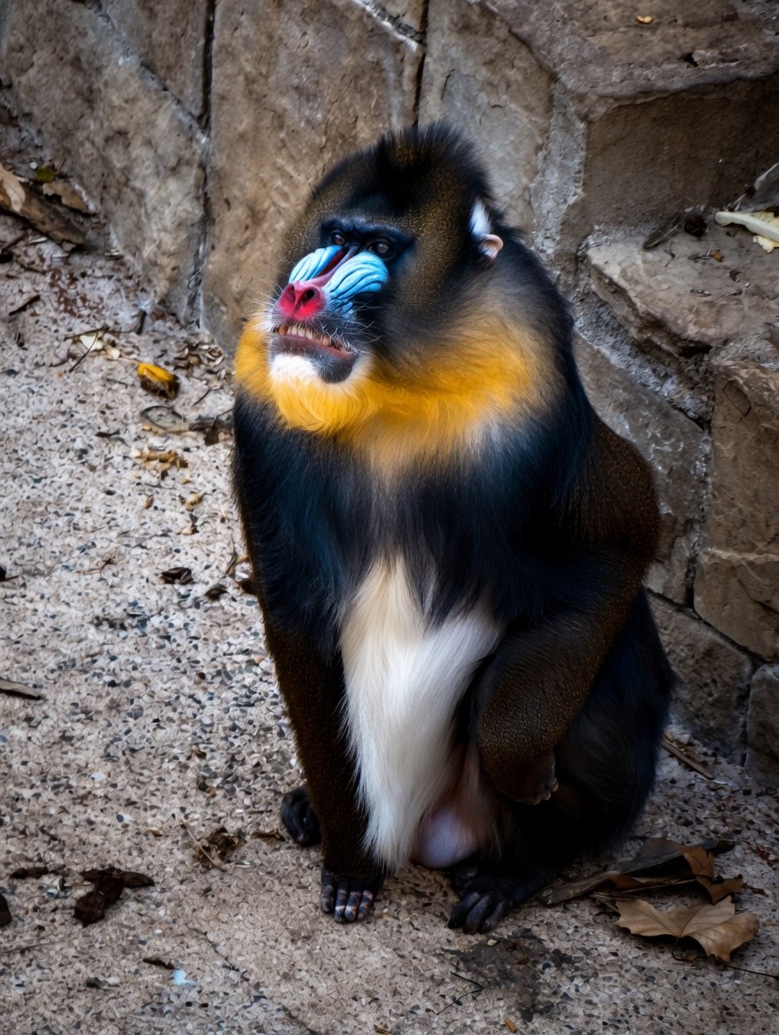 Mandrill at Barcelona Zoo