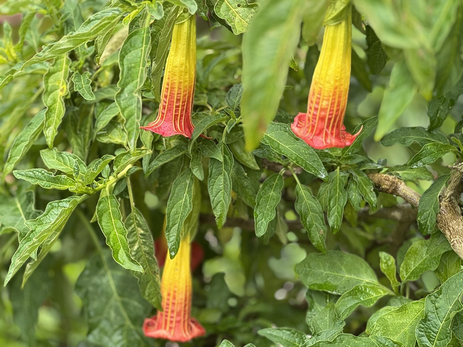 Orange trumpet-shaped flowers on the way up Monserrate