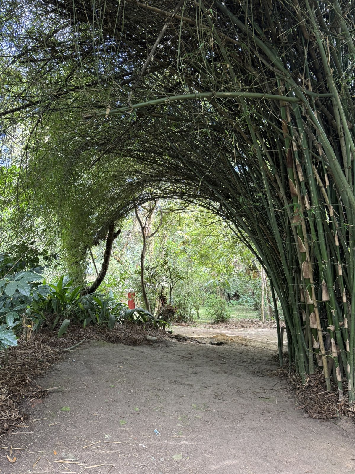 Bamboo archway over a path on the coffee farm grounds