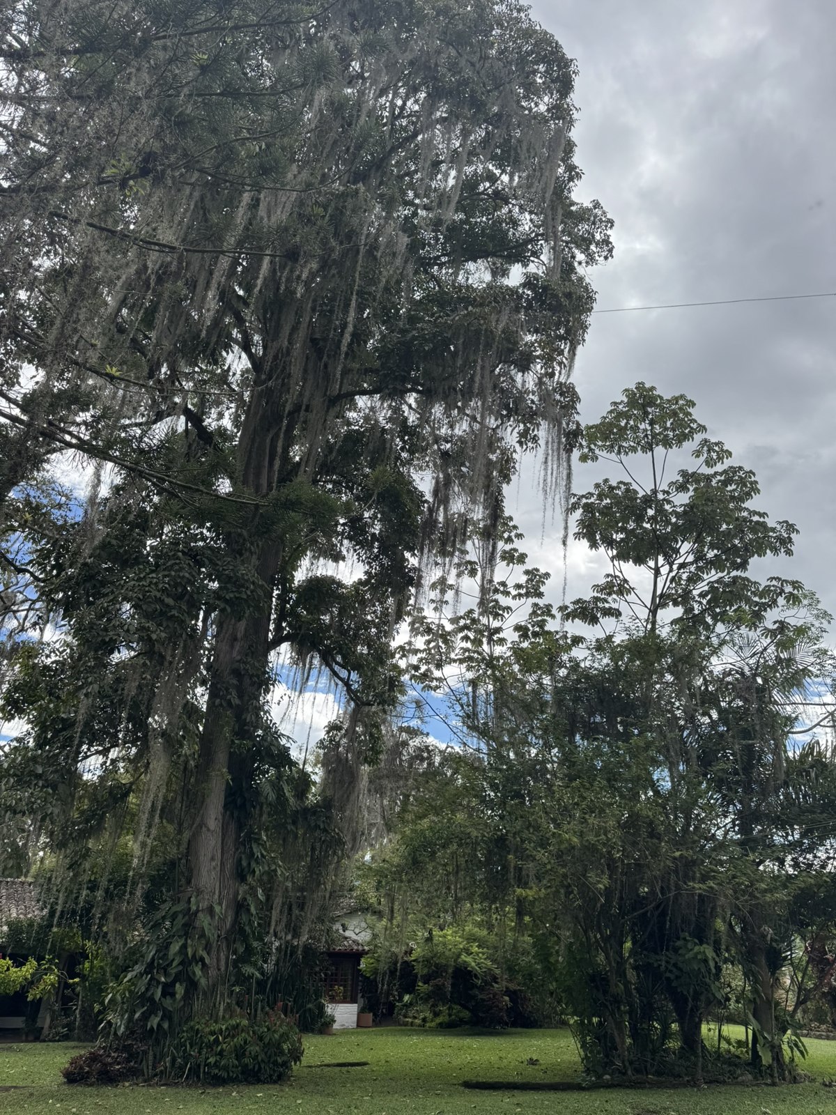 Tall trees and green lawns on the coffee farm grounds