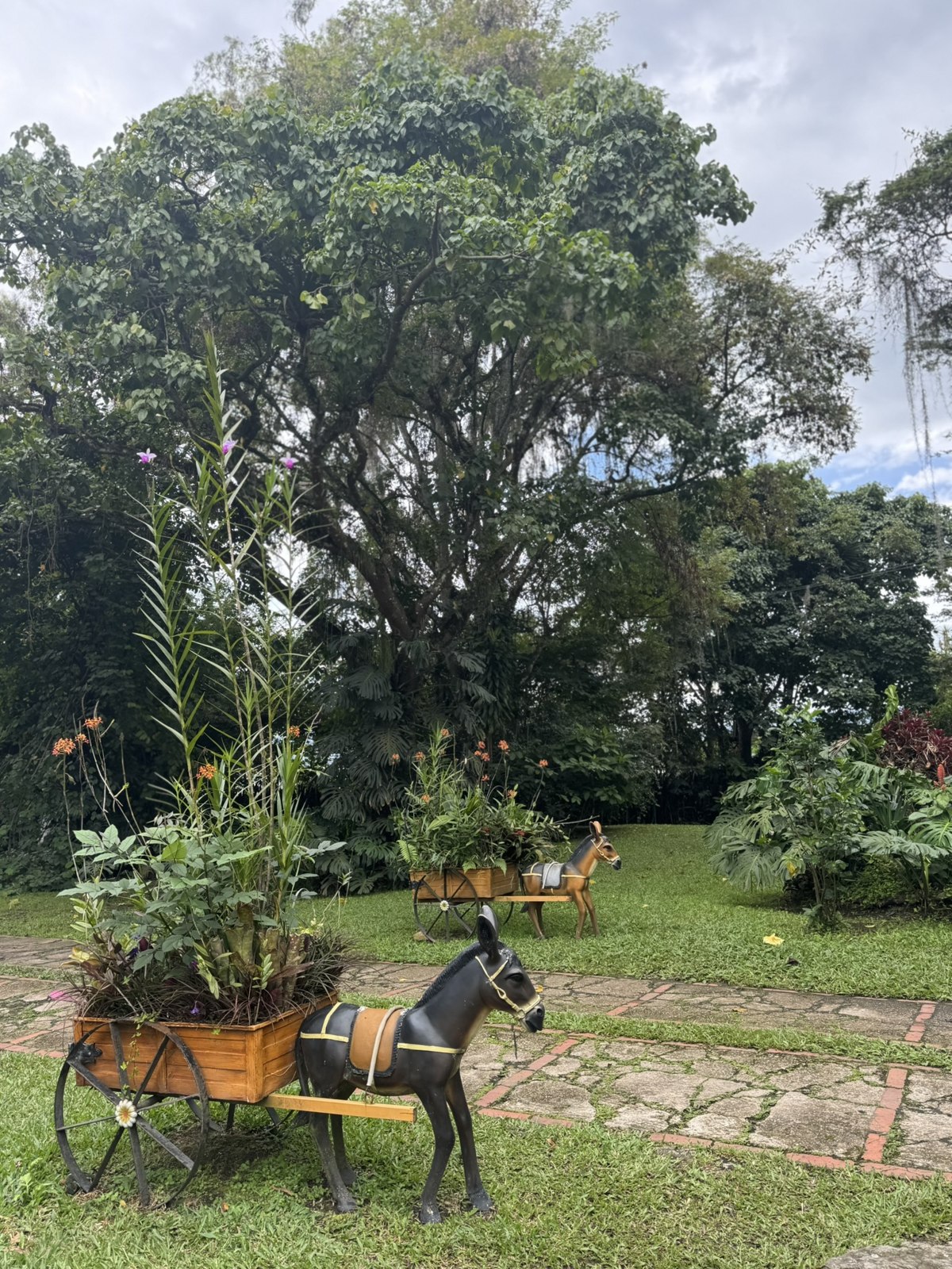 Decorative horse cart on the coffee farm grounds