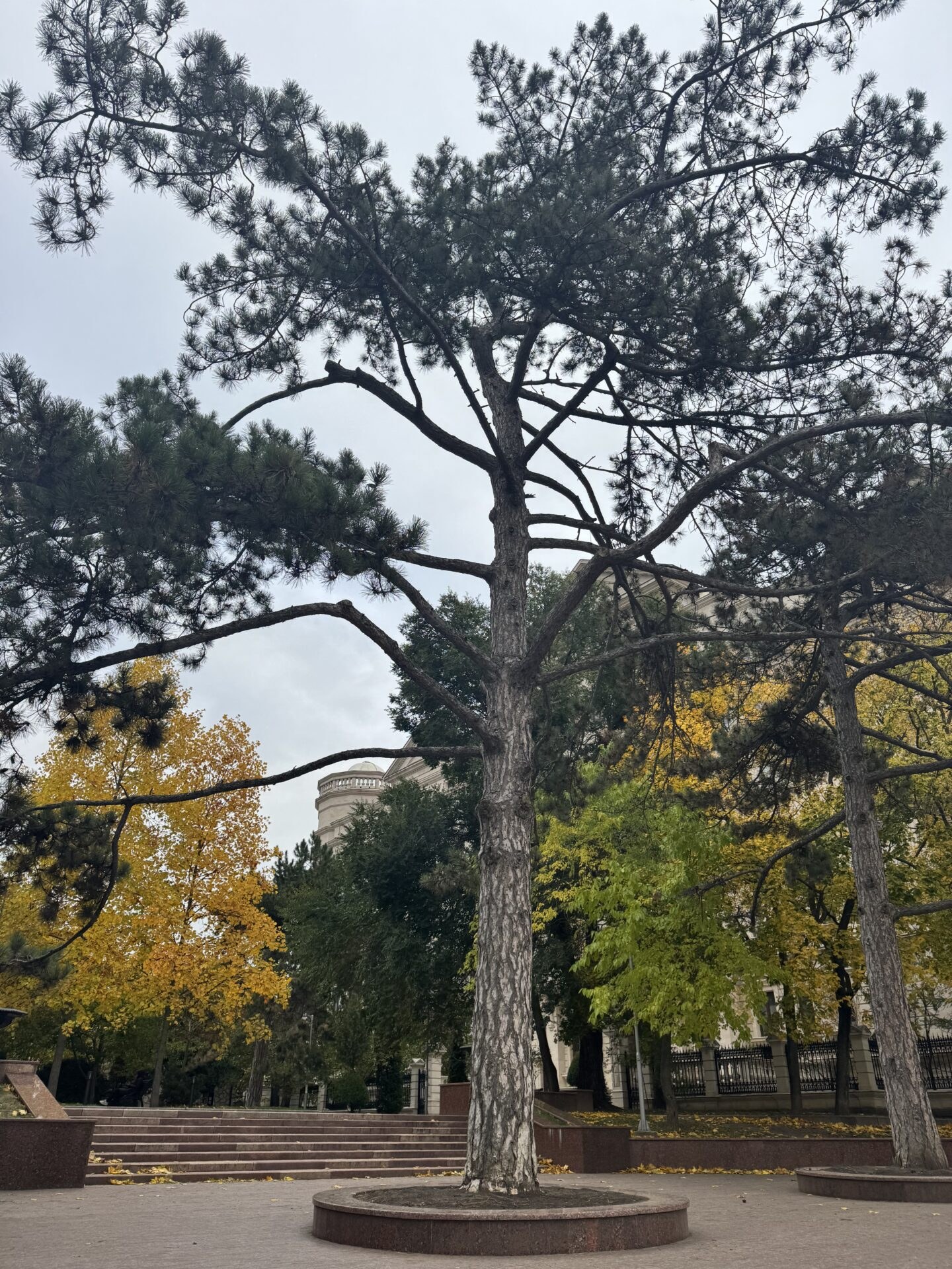 Mature tree in Valea Morilor Park