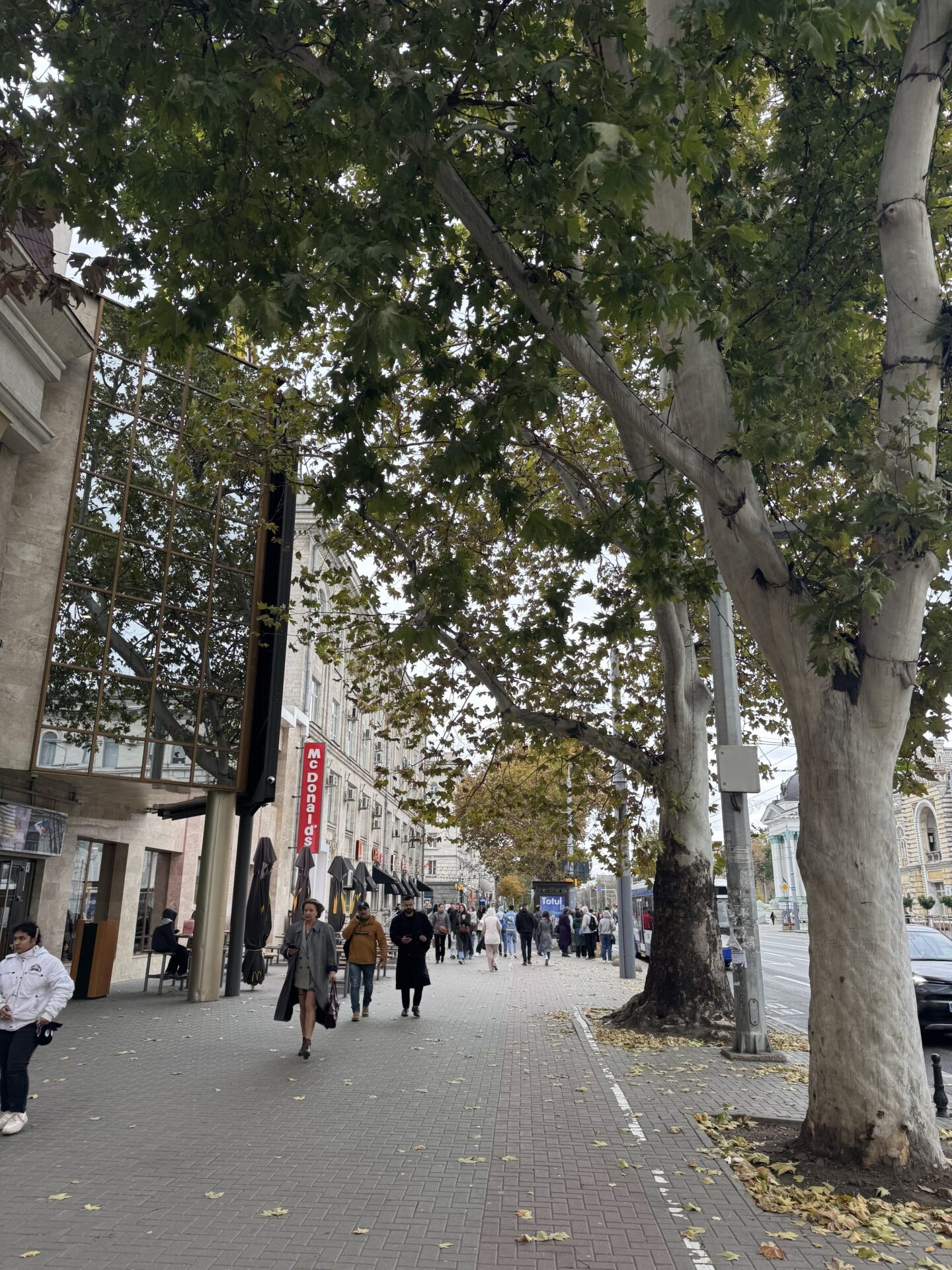 Tree-lined Stefan cel Mare Boulevard in Chișinău