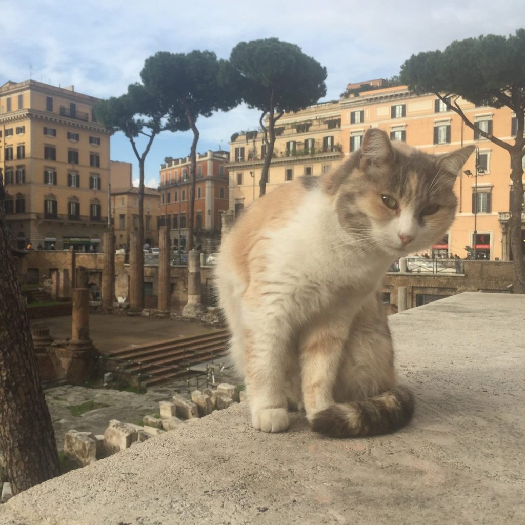 Travel photograph of Rome, Video Games, Cats