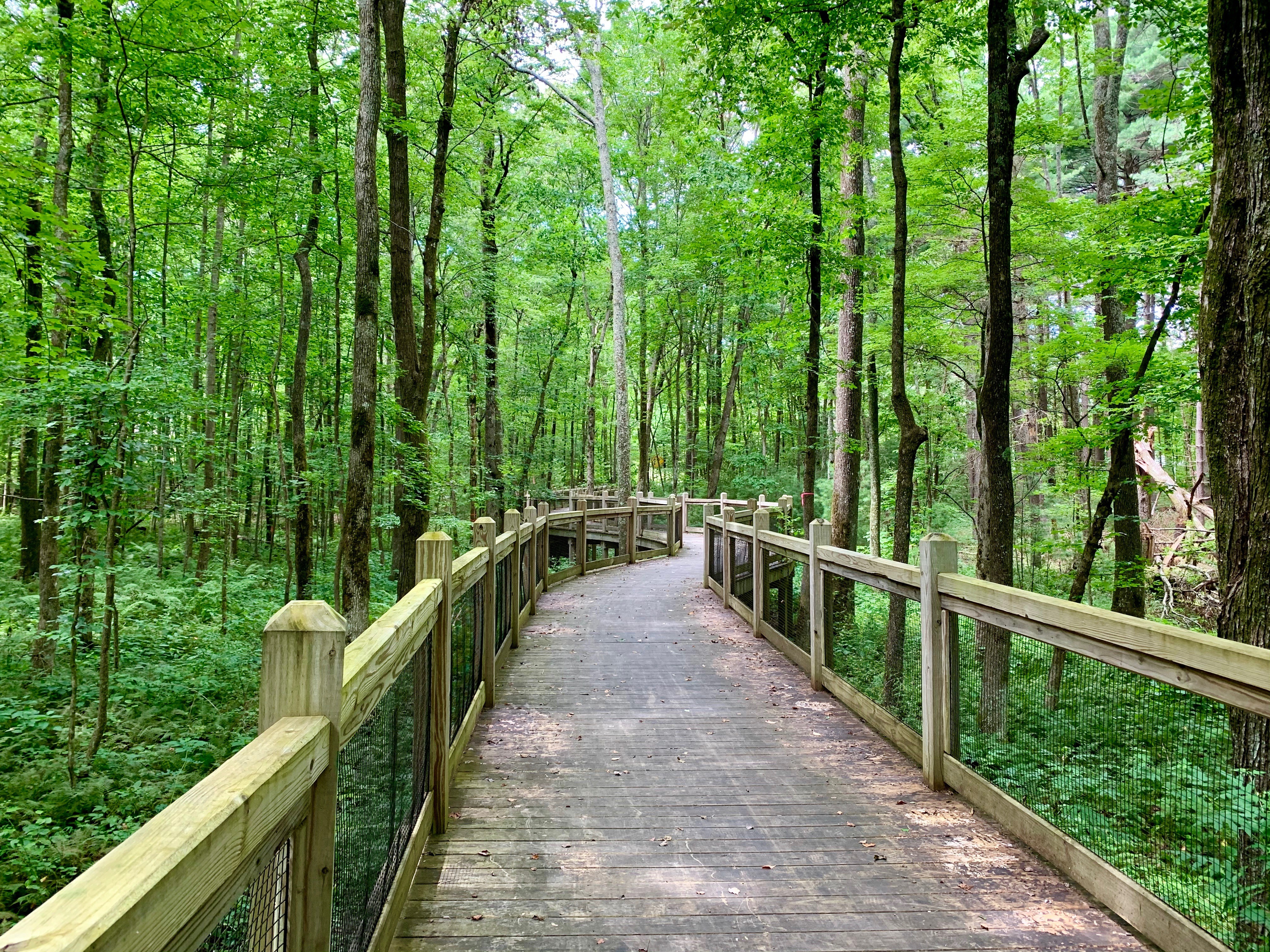 Wooden trail winding through a green forest on the South Cumberland Plateau