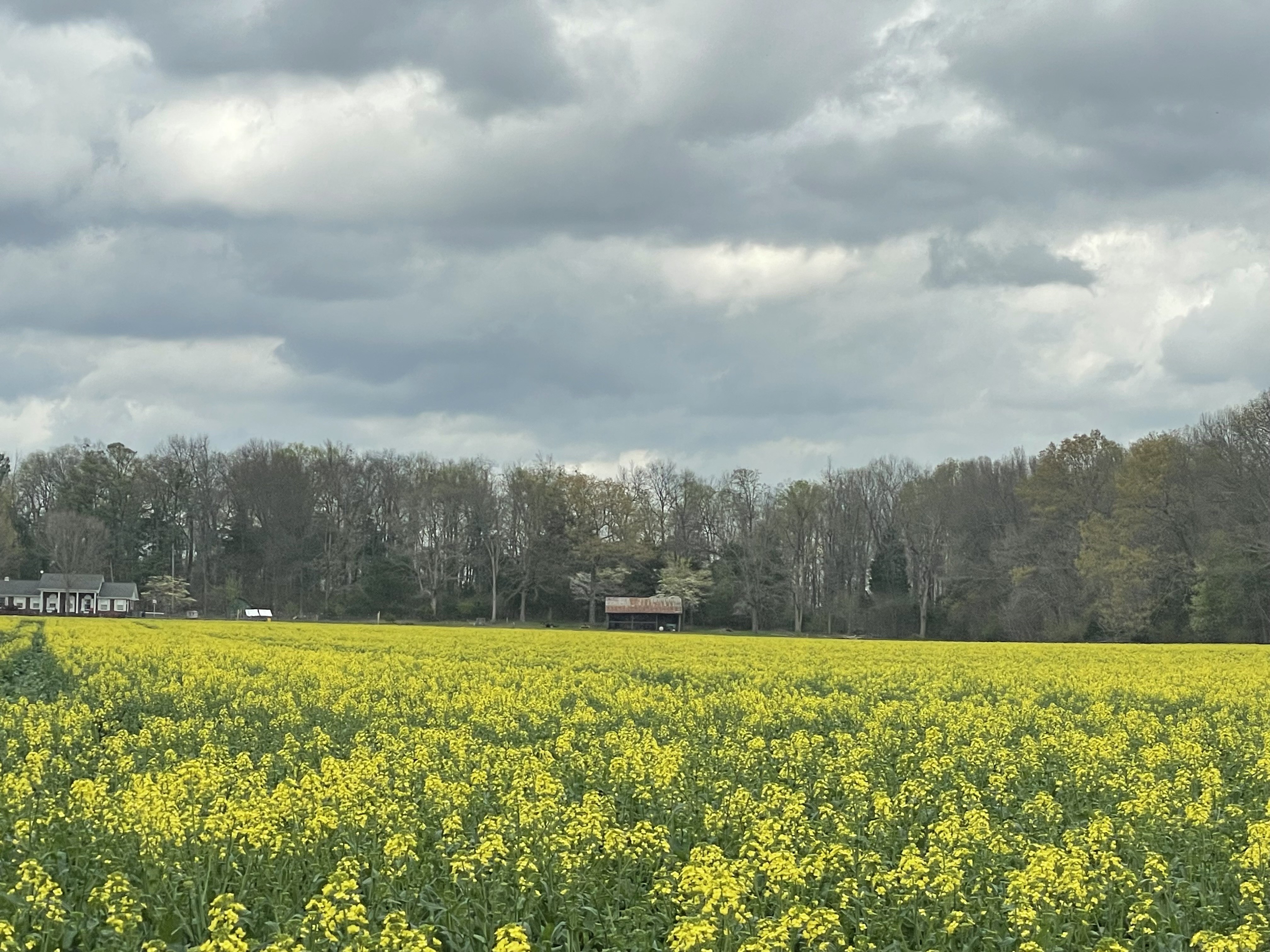 Yellow wildflower field beneath a cloudy Tennessee sky