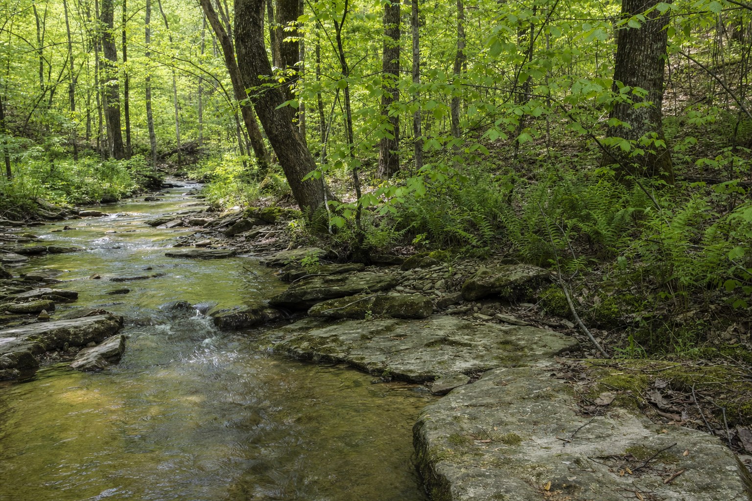 Clear creek flowing over native sandstone in a Tennessee woodland