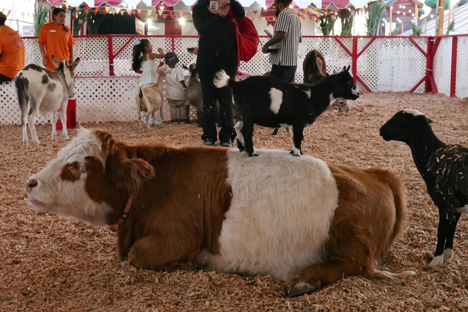 Animals at Commerce Pumpkin Patch’s petting zoo