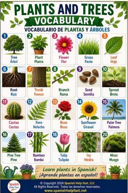 Spanish Nature and Environment Vocabulary Posters, Animals Plants Ocean and Natural Disasters Bundle, Spanish Teacher Classroom PDF preview 3