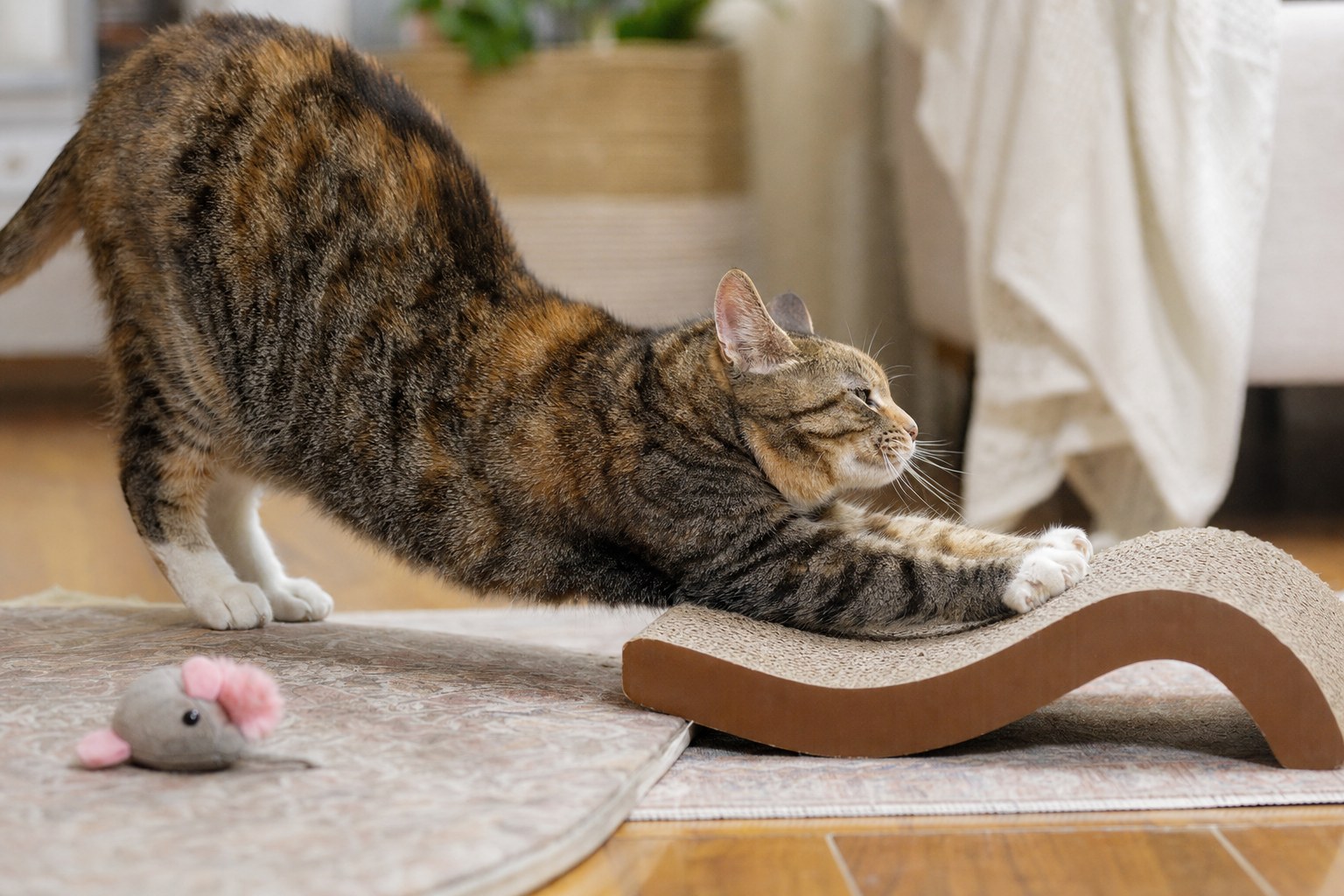 Cat stretching on a curved cardboard scratcher